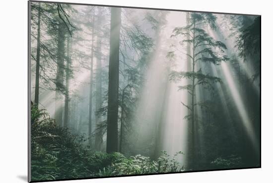 Divine Forest Light, Del Norte Coast Redwoods, Northern California-Vincent James-Mounted Photographic Print