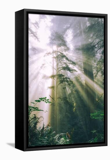 Divine Forest Light Rays Redwood National Park California Coast-Vincent James-Framed Premier Image Canvas