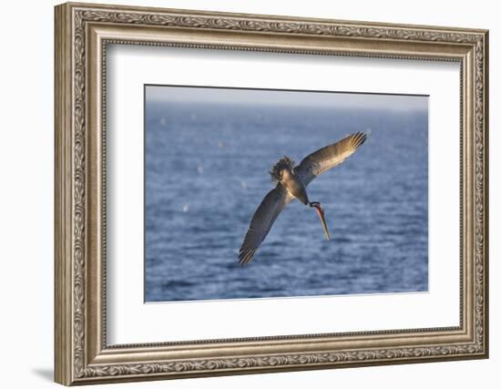 Diving Brown Pelican-DLILLC-Framed Photographic Print