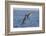 Diving Brown Pelican-DLILLC-Framed Photographic Print