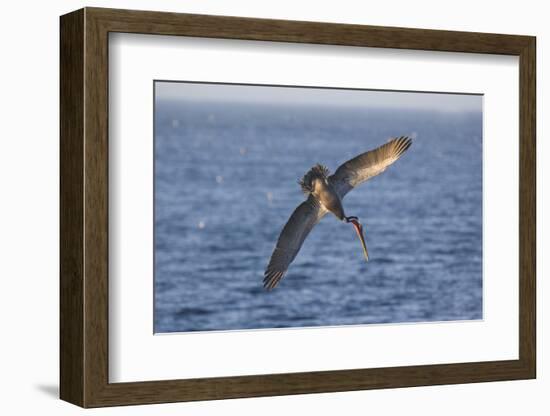 Diving Brown Pelican-DLILLC-Framed Photographic Print