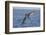 Diving Brown Pelican-DLILLC-Framed Photographic Print