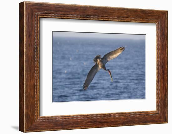 Diving Brown Pelican-DLILLC-Framed Photographic Print