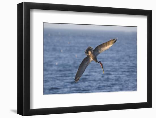 Diving Brown Pelican-DLILLC-Framed Photographic Print