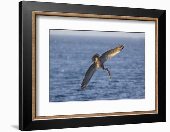 Diving Brown Pelican-DLILLC-Framed Photographic Print