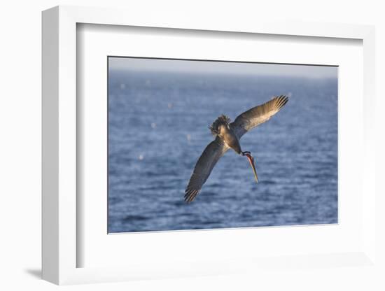 Diving Brown Pelican-DLILLC-Framed Photographic Print