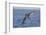 Diving Brown Pelican-DLILLC-Framed Photographic Print