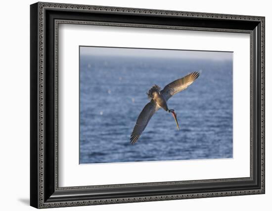 Diving Brown Pelican-DLILLC-Framed Photographic Print