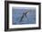 Diving Brown Pelican-DLILLC-Framed Photographic Print