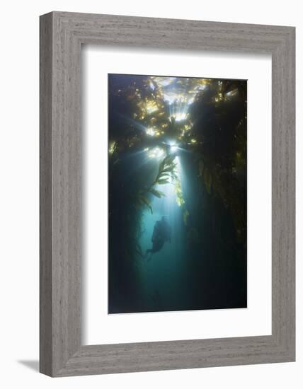 Diving in Kelp Wood, Macrocystis Pyrifera, San Benito Island, Mexico-Reinhard Dirscherl-Framed Photographic Print