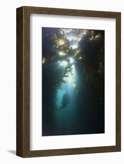 Diving in Kelp Wood, Macrocystis Pyrifera, San Benito Island, Mexico-Reinhard Dirscherl-Framed Photographic Print