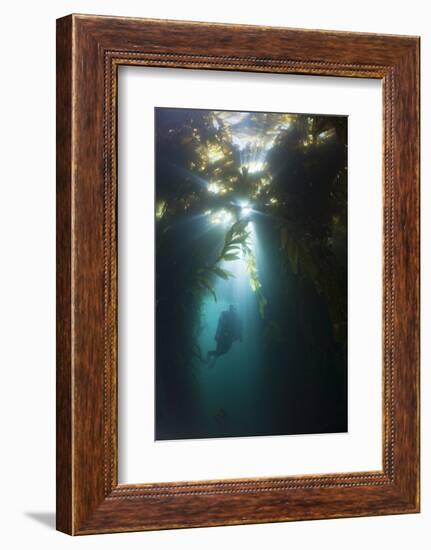 Diving in Kelp Wood, Macrocystis Pyrifera, San Benito Island, Mexico-Reinhard Dirscherl-Framed Photographic Print