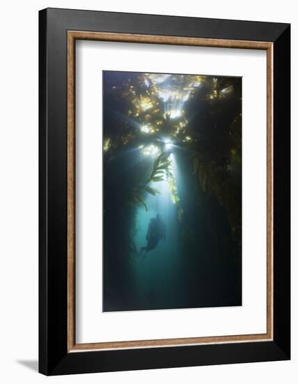 Diving in Kelp Wood, Macrocystis Pyrifera, San Benito Island, Mexico-Reinhard Dirscherl-Framed Photographic Print