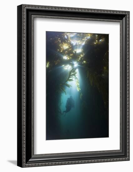 Diving in Kelp Wood, Macrocystis Pyrifera, San Benito Island, Mexico-Reinhard Dirscherl-Framed Photographic Print