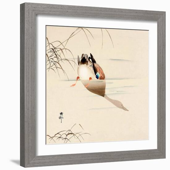 Diving Mallard-Koson Ohara-Framed Giclee Print