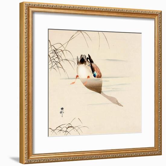 Diving Mallard-Koson Ohara-Framed Giclee Print