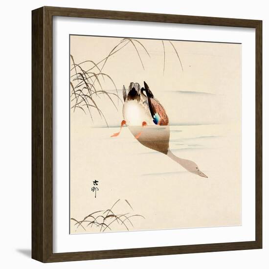 Diving Mallard-Koson Ohara-Framed Giclee Print