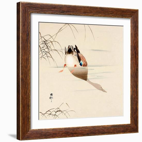 Diving Mallard-Koson Ohara-Framed Giclee Print