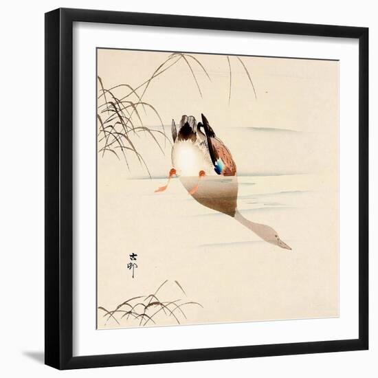 Diving Mallard-Koson Ohara-Framed Giclee Print