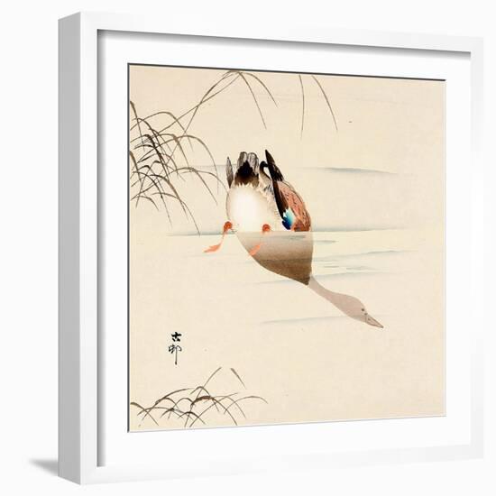 Diving Mallard-Koson Ohara-Framed Giclee Print