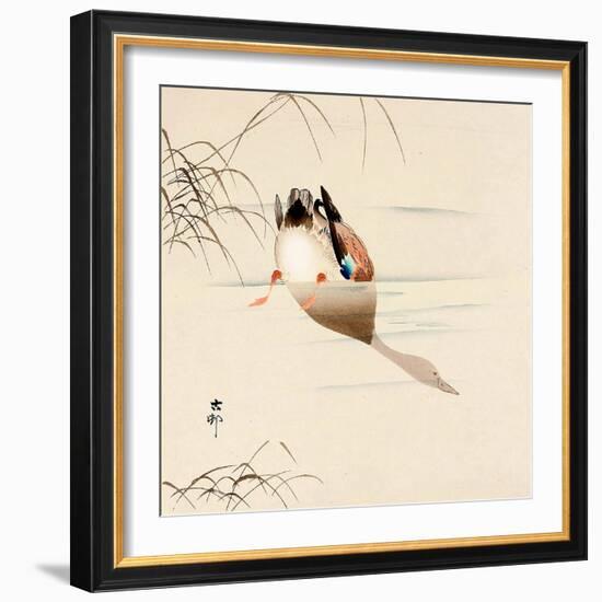 Diving Mallard-Koson Ohara-Framed Giclee Print