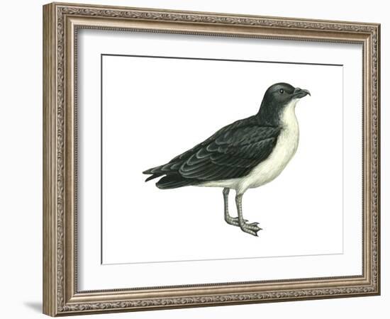 Diving Petrel (Pelecanoides Urinatrix), Birds-Encyclopaedia Britannica-Framed Art Print