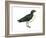 Diving Petrel (Pelecanoides Urinatrix), Birds-Encyclopaedia Britannica-Framed Art Print