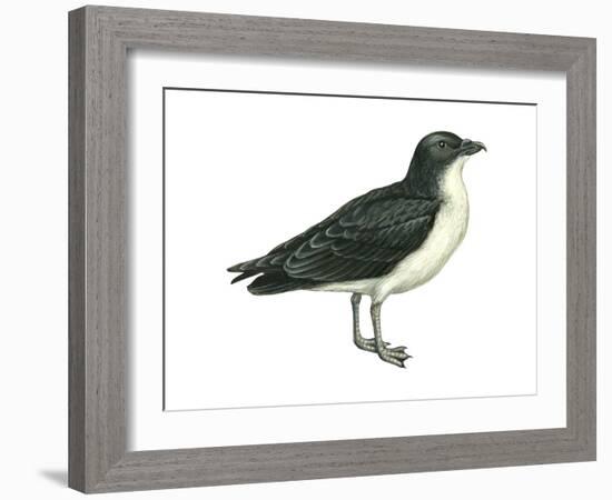 Diving Petrel (Pelecanoides Urinatrix), Birds-Encyclopaedia Britannica-Framed Art Print