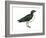 Diving Petrel (Pelecanoides Urinatrix), Birds-Encyclopaedia Britannica-Framed Art Print