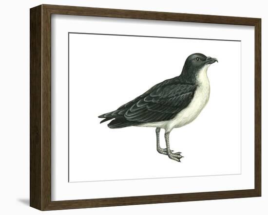 Diving Petrel (Pelecanoides Urinatrix), Birds-Encyclopaedia Britannica-Framed Art Print