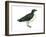 Diving Petrel (Pelecanoides Urinatrix), Birds-Encyclopaedia Britannica-Framed Art Print