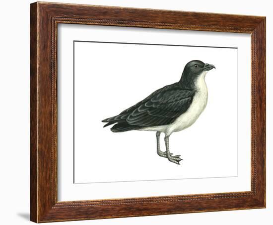 Diving Petrel (Pelecanoides Urinatrix), Birds-Encyclopaedia Britannica-Framed Art Print