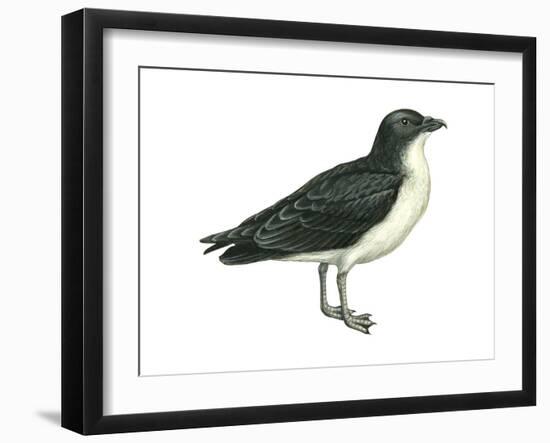 Diving Petrel (Pelecanoides Urinatrix), Birds-Encyclopaedia Britannica-Framed Art Print