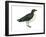 Diving Petrel (Pelecanoides Urinatrix), Birds-Encyclopaedia Britannica-Framed Art Print