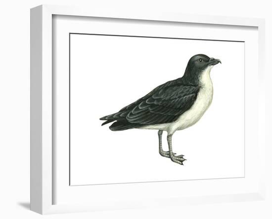 Diving Petrel (Pelecanoides Urinatrix), Birds-Encyclopaedia Britannica-Framed Art Print