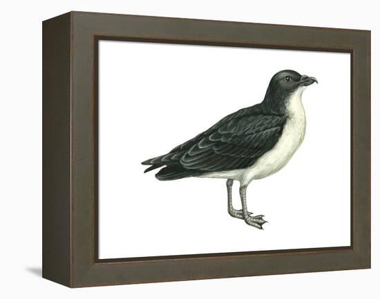Diving Petrel (Pelecanoides Urinatrix), Birds-Encyclopaedia Britannica-Framed Stretched Canvas