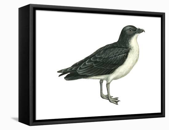 Diving Petrel (Pelecanoides Urinatrix), Birds-Encyclopaedia Britannica-Framed Stretched Canvas