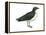 Diving Petrel (Pelecanoides Urinatrix), Birds-Encyclopaedia Britannica-Framed Stretched Canvas