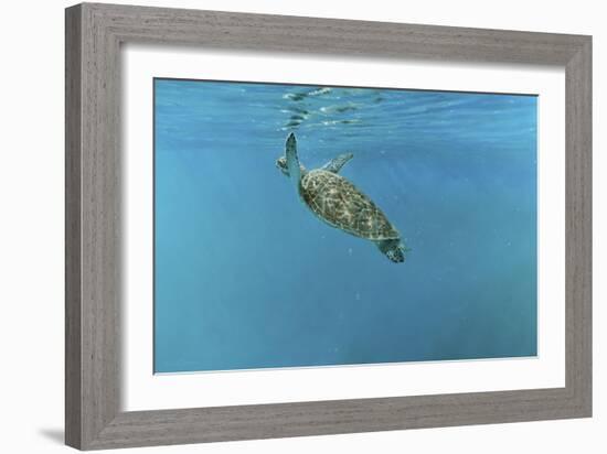 Diving Turtle-Michael Jackson-Framed Giclee Print