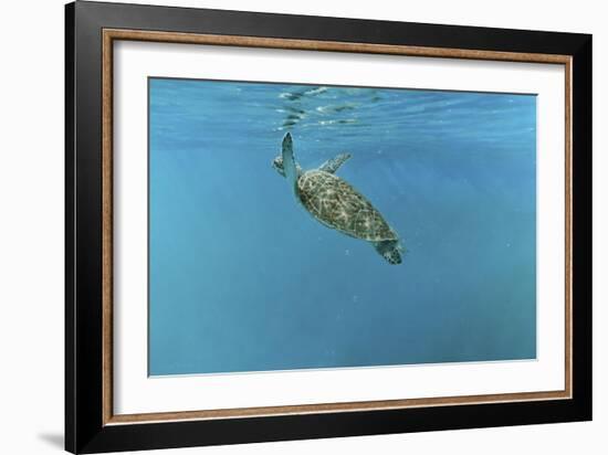 Diving Turtle-Michael Jackson-Framed Giclee Print