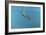 Diving Turtle-Michael Jackson-Framed Giclee Print