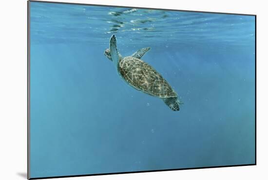 Diving Turtle-Michael Jackson-Mounted Giclee Print