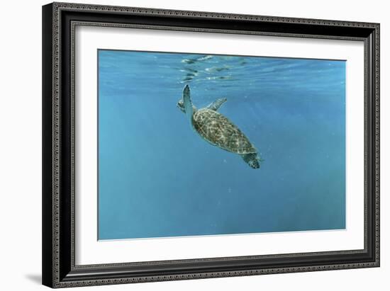 Diving Turtle-Michael Jackson-Framed Giclee Print