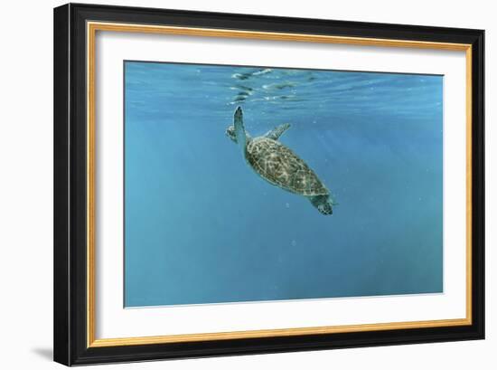 Diving Turtle-Michael Jackson-Framed Giclee Print