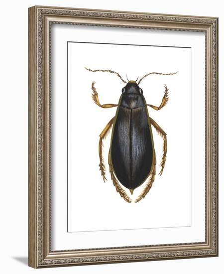 Diving Water Beetle (Dysticus Marginalis), Insects-Encyclopaedia Britannica-Framed Art Print