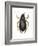 Diving Water Beetle (Dysticus Marginalis), Insects-Encyclopaedia Britannica-Framed Art Print