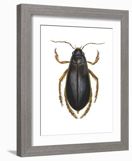 Diving Water Beetle (Dysticus Marginalis), Insects-Encyclopaedia Britannica-Framed Art Print