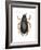 Diving Water Beetle (Dysticus Marginalis), Insects-Encyclopaedia Britannica-Framed Art Print