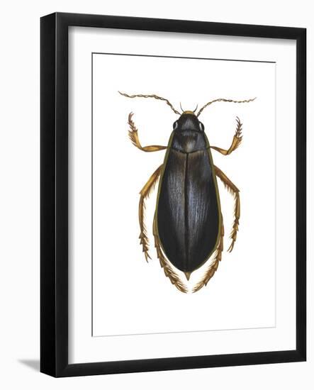 Diving Water Beetle (Dysticus Marginalis), Insects-Encyclopaedia Britannica-Framed Art Print