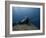 Diving With Spear Gun, Wolf Island, Galapagos Islands, Ecuador-Pete Oxford-Framed Photographic Print